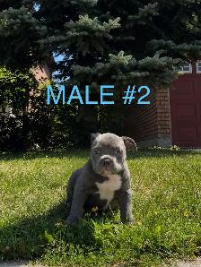 American Bulldog Puppies - Photo 2