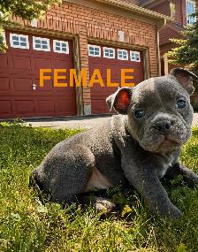 American Bulldog Puppies - Photo 3