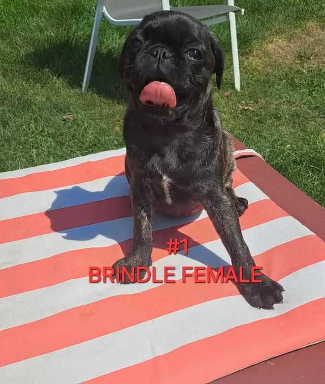 Purebred Pug Pups