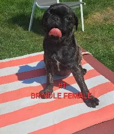 Purebred Pug Pups
