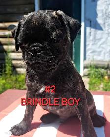 Purebred Pug Pups - Photo 2