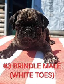Purebred Pug Pups - Photo 3