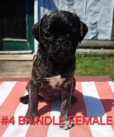 Purebred Pug Pups - Photo 4