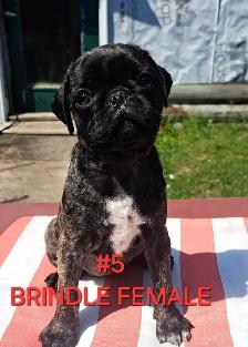 Purebred Pug Pups - Photo 5
