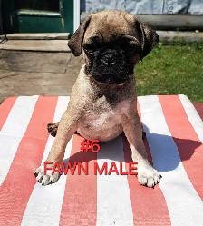 Purebred Pug Pups - Photo 6