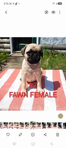 Purebred Pug Pups - Photo 7
