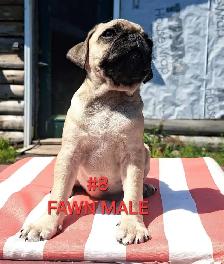Purebred Pug Pups - Photo 8