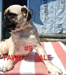 Purebred Pug Pups - Photo 9