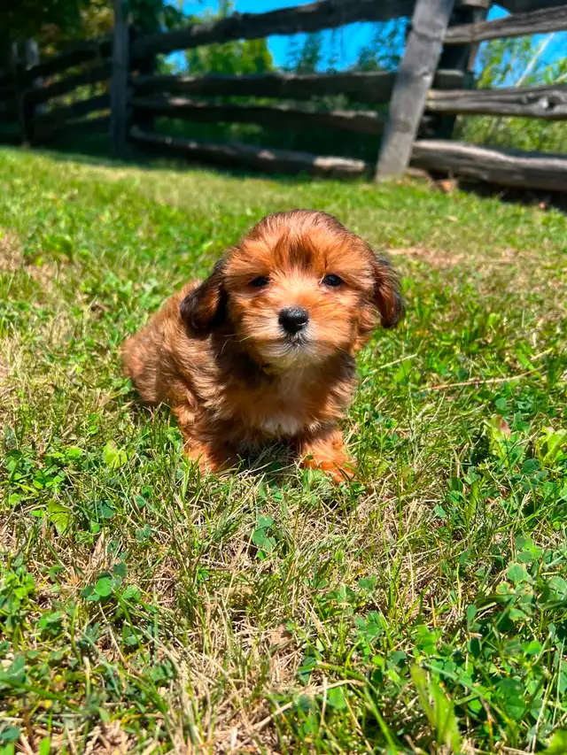 Yorkie poo puppies