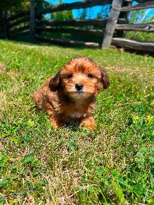 Yorkie poo puppies