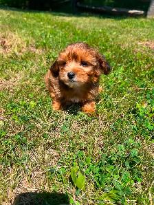 Yorkie poo puppies - Photo 2