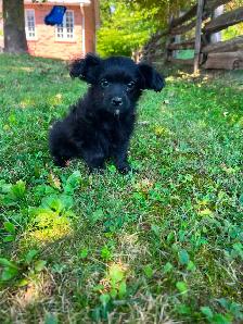 Yorkie poo puppies - Photo 3