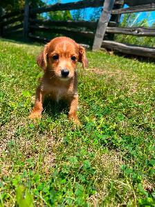 Yorkie poo puppies - Photo 4