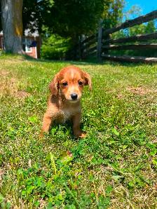 Yorkie poo puppies - Photo 5
