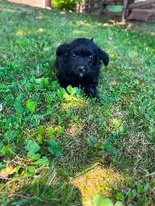 Yorkie poo puppies - Photo 6