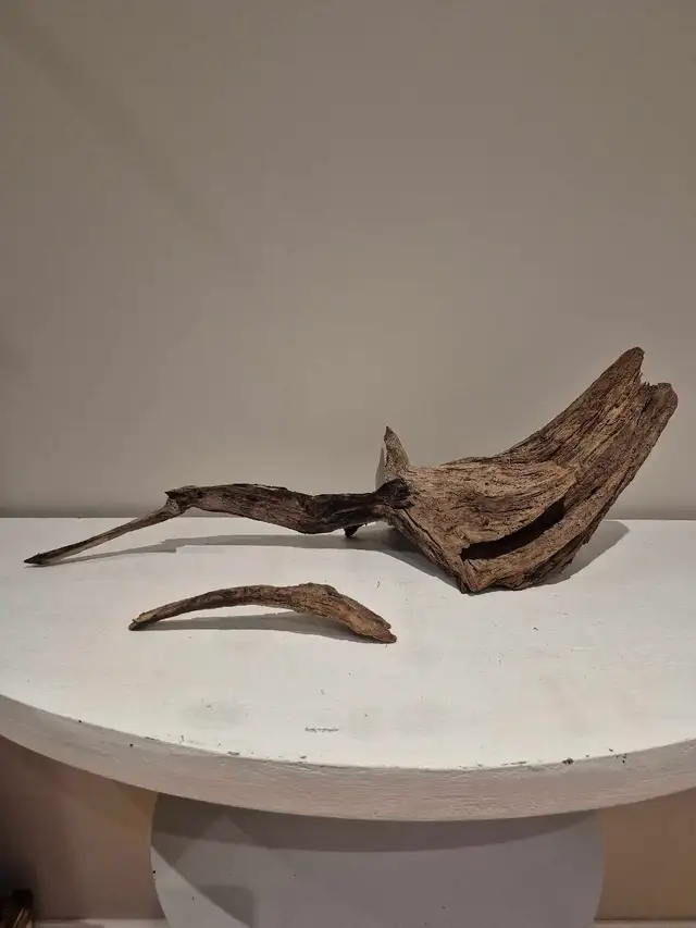 25' long Driftwood - nonpathenogenic
