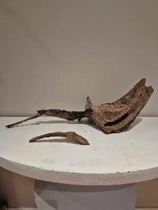 25' long Driftwood - nonpathenogenic