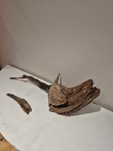 25' long Driftwood - nonpathenogenic - Photo 3