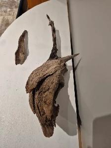 25' long Driftwood - nonpathenogenic - Photo 4