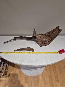 25' long Driftwood - nonpathenogenic - Photo 5