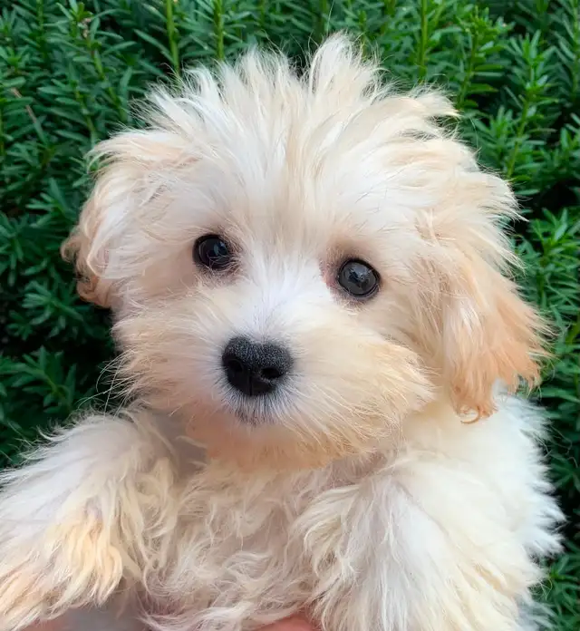 Maltipoo Puppy