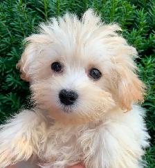 Maltipoo Puppy