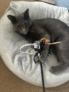Adoption - Photo 4