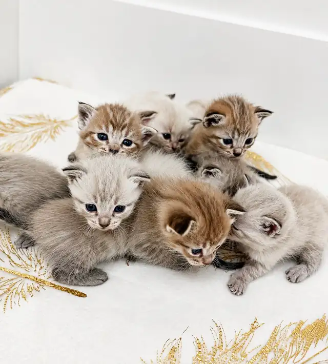 Bengal x Ragdoll kittens for sale