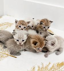 Bengal x Ragdoll kittens for sale