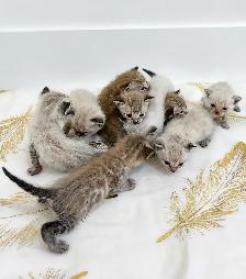 Bengal x Ragdoll kittens for sale - Photo 2