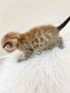 Bengal x Ragdoll kittens for sale - Photo 3