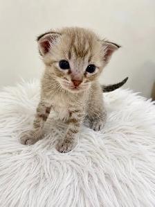 Bengal x Ragdoll kittens for sale - Photo 4
