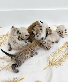 Bengal x Ragdoll kittens for sale - Photo 5
