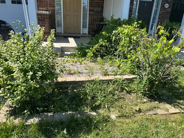 weed removal/grass cutting/ installation grass