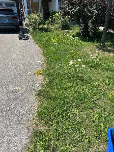 weed removal/grass cutting/ installation grass - Photo 3