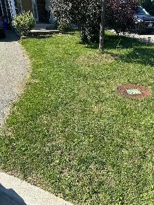 weed removal/grass cutting/ installation grass - Photo 4