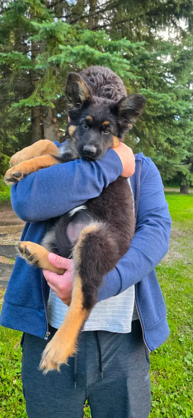 Long Haired German Shepherd Puppy - Female