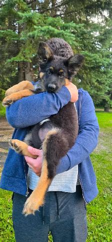 Long Haired German Shepherd Puppy - Female