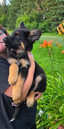 Long Haired German Shepherd Puppy - Female - Photo 2