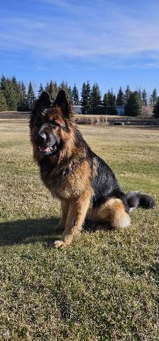 Long Haired German Shepherd Puppy - Female - Photo 3