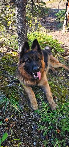 Long Haired German Shepherd Puppy - Female - Photo 4