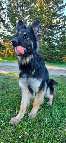 Long Haired German Shepherd Puppy - Female - Photo 5