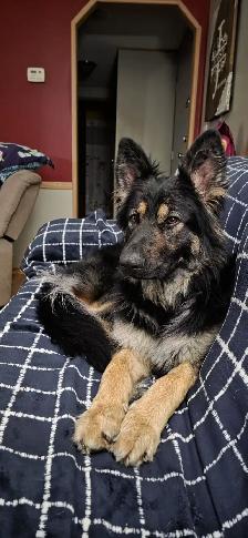 Long Haired German Shepherd Puppy - Female - Photo 6