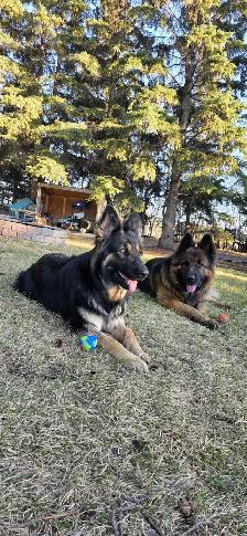 Long-haired Female German Shepherd Puppy - Ready to go home - Photo 7