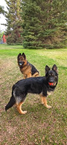 Long-haired Female German Shepherd Puppy - Ready to go home - Photo 8