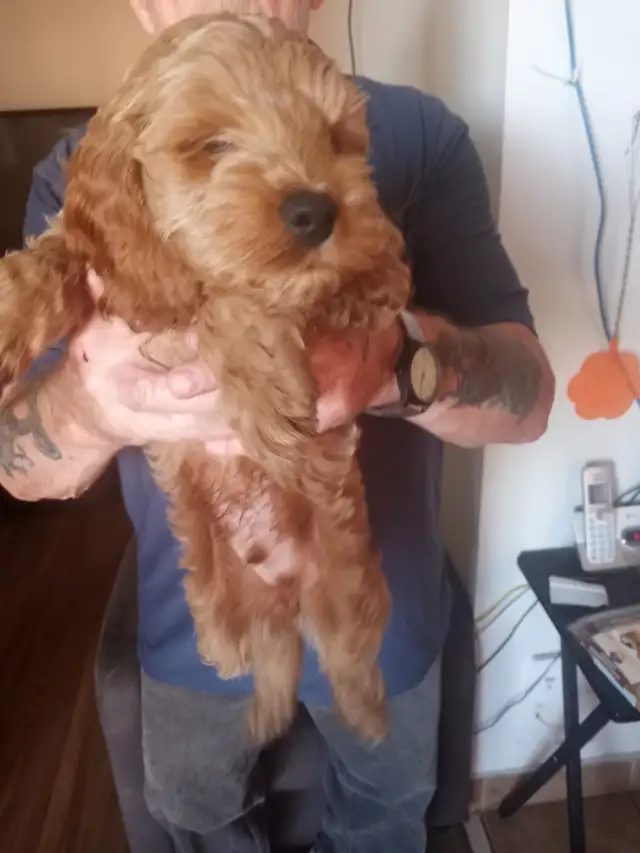 cockapoo puppies for sale