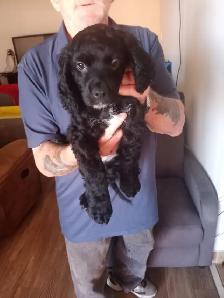 cockapoo puppies for sale - Photo 3