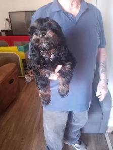 cockapoo puppies for sale - Photo 4