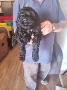 cockapoo puppies for sale - Photo 5