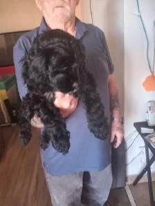 cockapoo puppies for sale - Photo 6